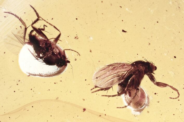 Two Fossil Scuttle Flies (Phoridae) In Baltic Amber #343436